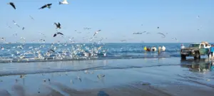 Suhar, Oman, 30.01.2023