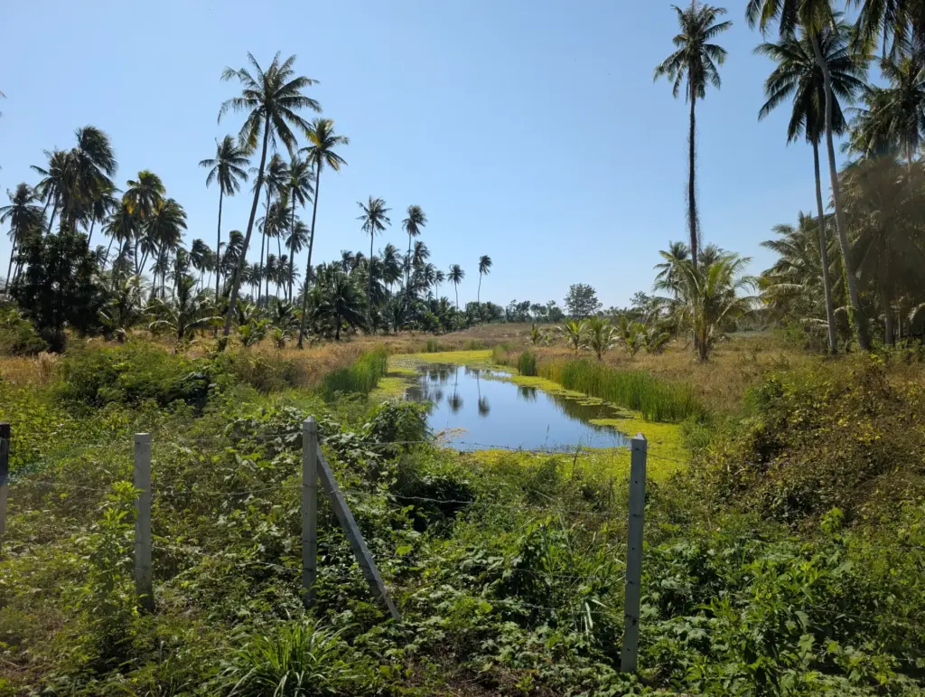Amphoe Thap Sakae, Prachuap Khiri Khan, 21.12.2025