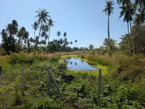 Amphoe Thap Sakae, Prachuap Khiri Khan, 21.12.2025