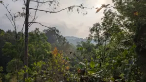 Pa Pae, Mae Taeng District, Chiang Mai, 11.12.2023