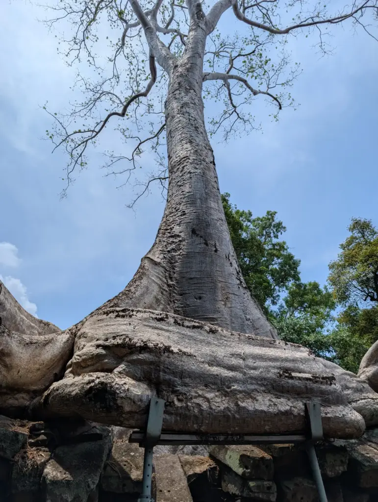 Ta Prohm, 21.04.2025