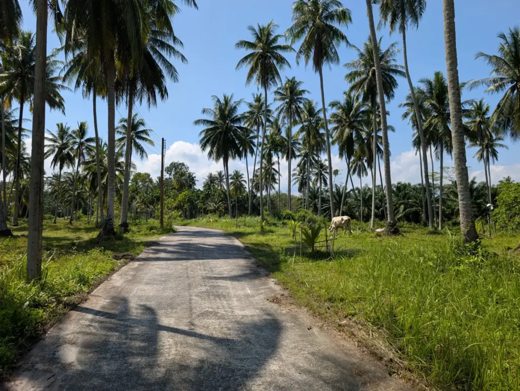 Sao Phao, Nakhon Si Thammarat, 01.01.2026, Thailand