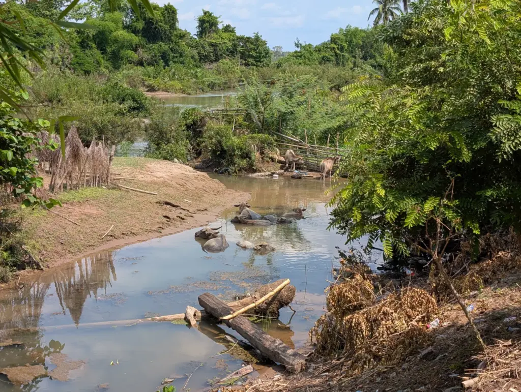 Don Khon, 4000 Islands, 27.04.2025, Laos