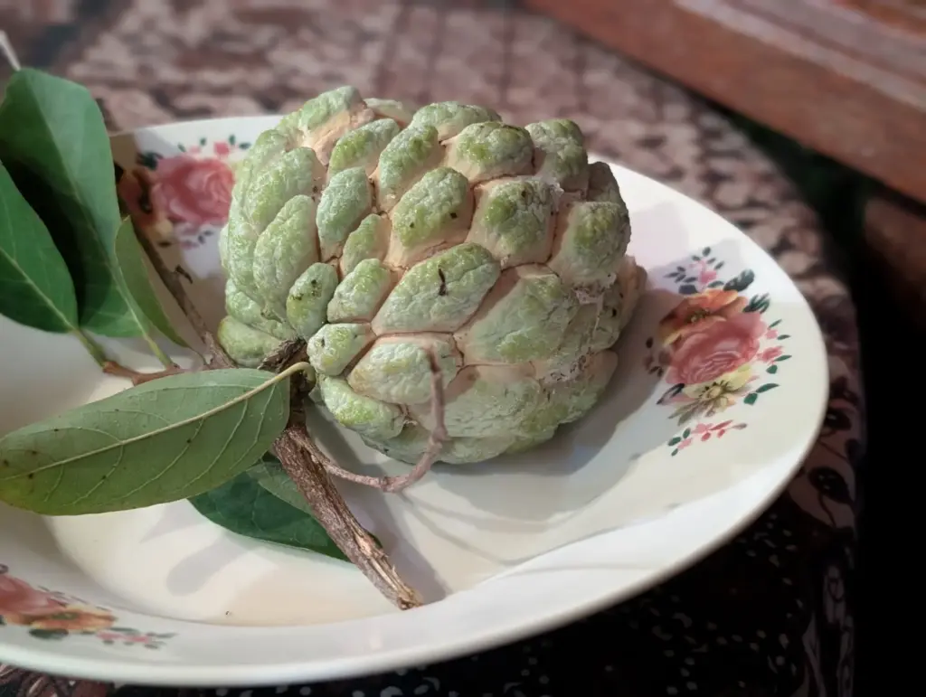 Sugar Apple, Ban Krut, 23.05.2026