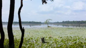 Jayatataka Baray, 20.04.2025
