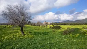 Mallorca, 26.12.2015