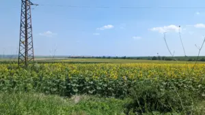 Dve Mogili, Bulgarien, 12.07.2023
